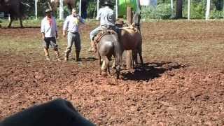 preview picture of video 'rodeio de faxinal dos guedes 2014'