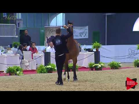 N.69 VENETA CS - Milan 2018 - 4-6 Years Old Mares (Class 7)