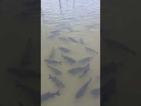 ✅Eles VÊM na mão!😱Alimentando os Tambaquis em Sergipe.🦈💦