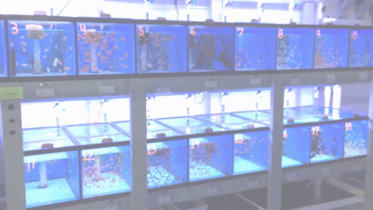 Larval S Tour of Sustainable Aquatics Hatchery