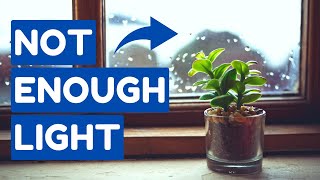 The Light Your Plants REALLY Get Will Shock You