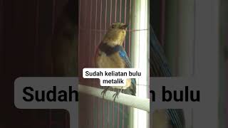 Download lagu Tledekan laut trotol #tledekanlaut #kicaumania #kicaumania #mangkicauoffecial #bird #burung mp3