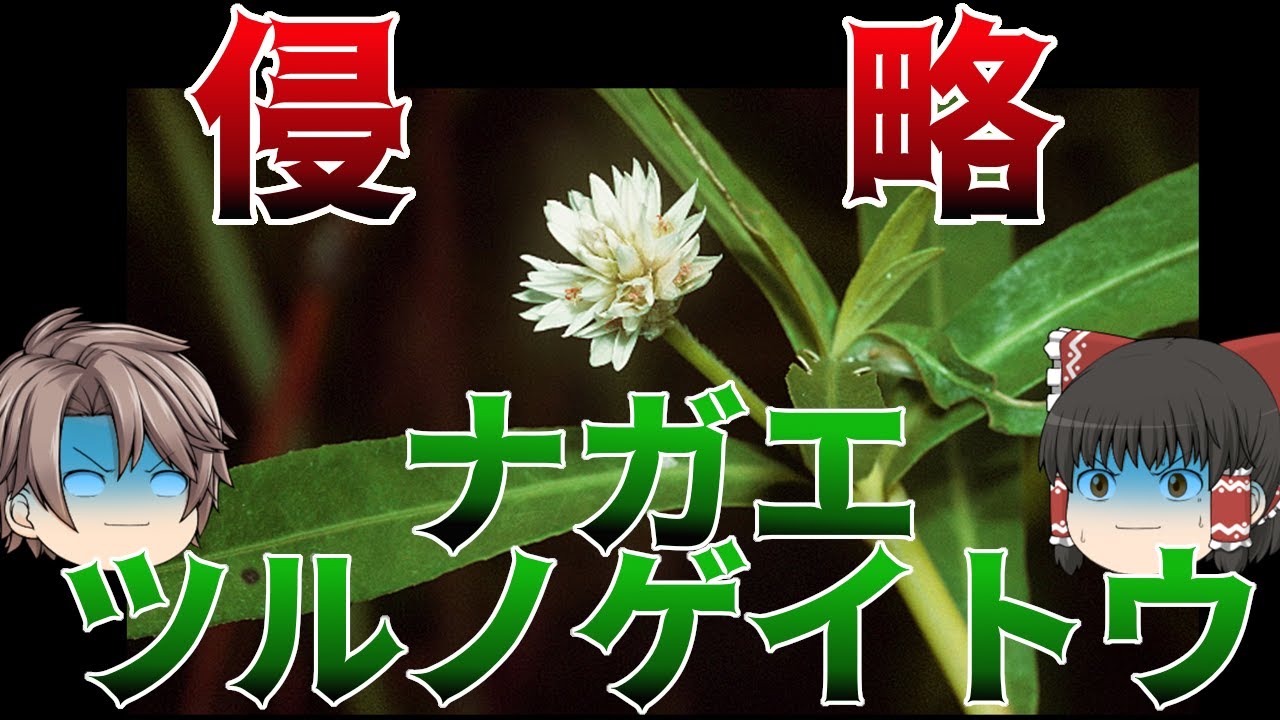 【ゆっくり解説】地球史上最悪の侵略者と噂のナガエツルノゲイトウとはどんな植物か