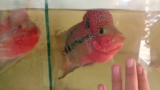 Download lagu Perbedaan louhan Kamfa dan super red DRAGON | ikan louhan yang mempesona mp3 Download lagu Perbedaan louhan Kamfa dan super red DRAGON | ikan louhan yang mempesona mp3