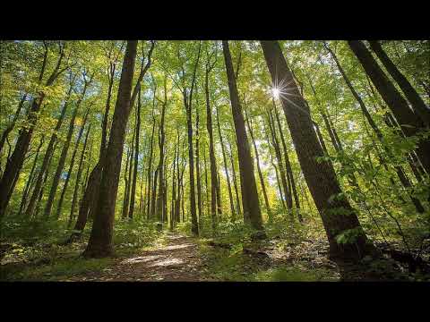 Foresta e natura suoni e rumori ambientali reali - alta qualità del suono