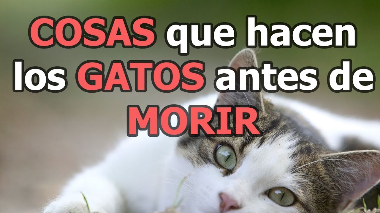 COSAS que hacen los GATOS antes de MORIR