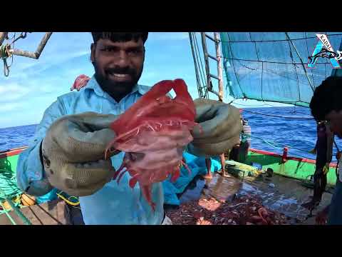 Amazing Automatic Longline Fishing Net Catch Giant Fish @KadalTv