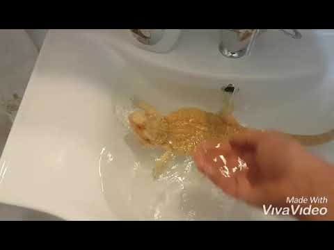 Sakallı ejder tuvalet sorunu. dragon wc problem