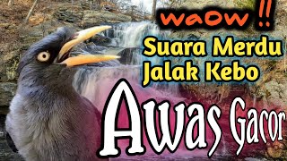 Download lagu AWAS IKUT GACOR ‼️ MASTERAN JALAK KEBO GACOR terapi jalak malas bunyi mp3