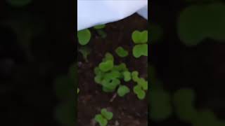 GROWING WHITE ICICLE RADISH FROM SEED