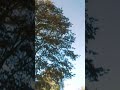 Louis Tomlison HD Vertical 4k Quality Whatsapp Status