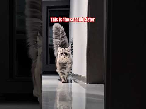 🐱I appear to look quite unkempt.😂#cat #funny #cute #shortvideo