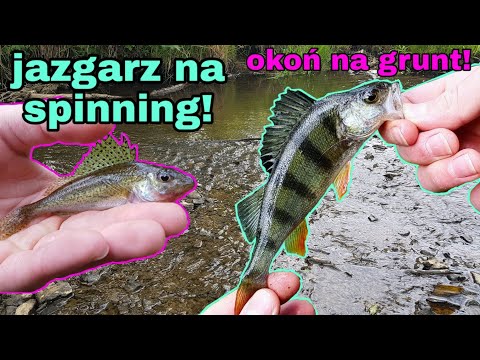 Łowienie ryb w płytkim leśnym strumyku na grunt i na spinning*jazgarz na spining* | LFW