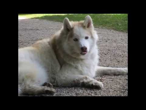 Chilly in Loving Memory 22-10-2015