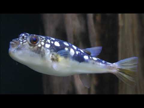 Facts: The Evileye Puffer