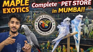 Download lagu MAPLE EXOTIC MORE THAN 1000   BIRDS #navimumbai #birdlovers  mp3