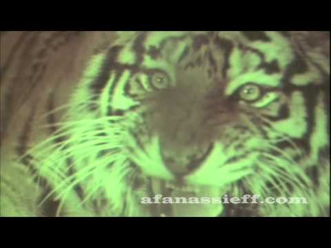 Live Tiger Hunting in Nepal, Rare Footage