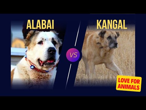 Alabai Vs Kangal Dog!!