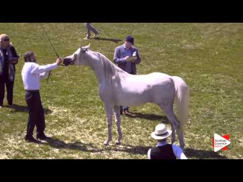 N.62 BS BAJITH - Ströhen 2015 C-Show - Stallions 4 to 6 years old (Class 12)