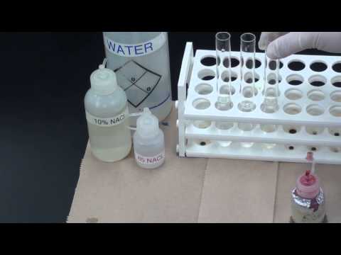 Osmosis Experiment