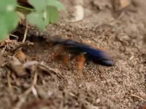 Distortion of Slumber.