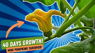 Day 40 in My Rise Garden: Plant update + "Mini" Pumpkins Take Over!