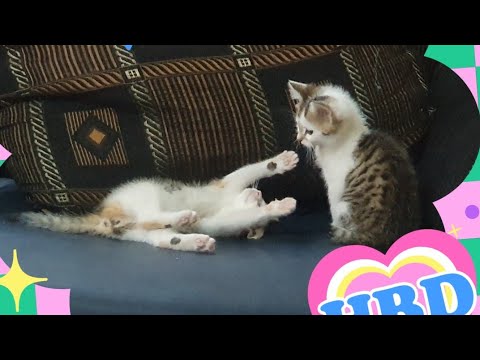 Kitten playing together