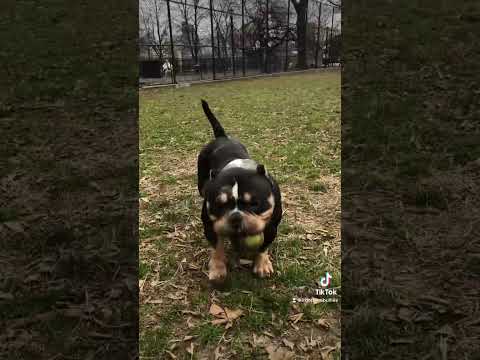 Picasso the micro bull #bully #cute #dog #doglover #kaos #picasso #exoticbully#puppy #