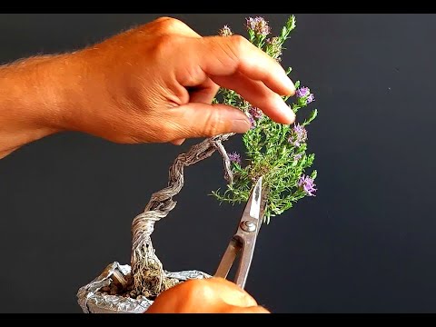 Bonsai Tree Thyme 13 Step 1