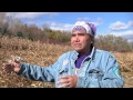 INDIGENOUS AGRICULTURE Traditional Agricultural Practices Of The Oneida Nation