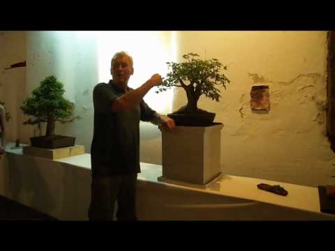 Walter Pall Baumbesprechung - Esche "Yggdrasil"