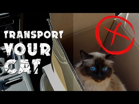 Transport your cat | course