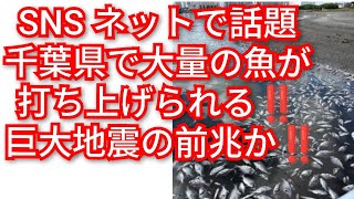 SNSネットで話題‼️千葉県で大量の魚が打ち上げられる‼️巨大地震の前兆か‼️大量の魚が打ち上げられた場所千葉ポ-トタワ-周辺‼️2026年8月8日‼️