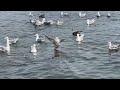 Seagulls Feeding Frenzy