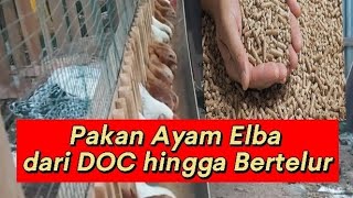 Download lagu Wajib  Tau.! Pakan Ayam Elba dari DOC hingga Bertelur mp3