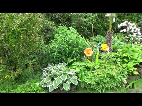 Small North Seattle Beautiful Backyard