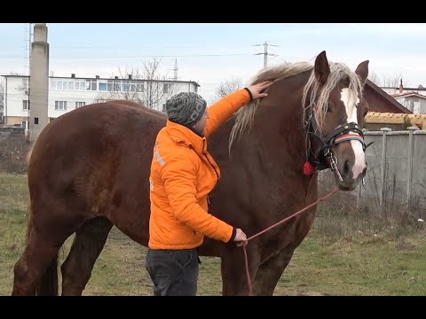 Caii lui Adi de la Tampa, Hunedoara - 2021 Nou!!!