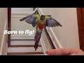 Birds In Flight Slow Motion