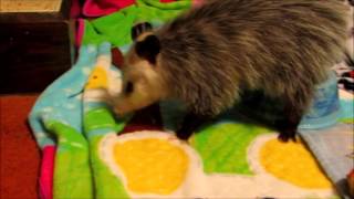 Possum Stew: Nutritious and Delicious