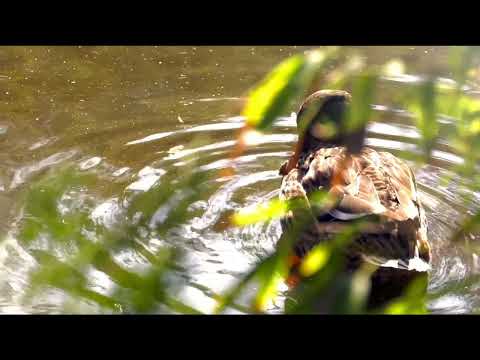 Opwekking 461 Mijn Jezus, mijn Redder