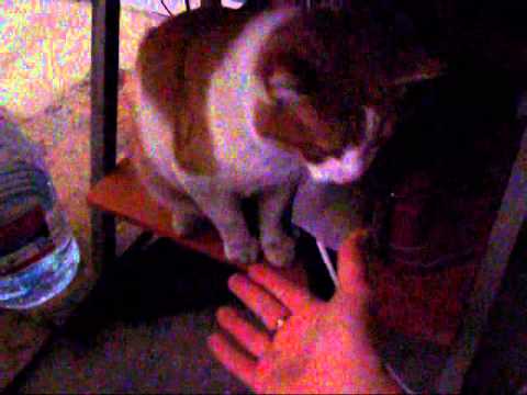 Дыжик даёт лапу 2