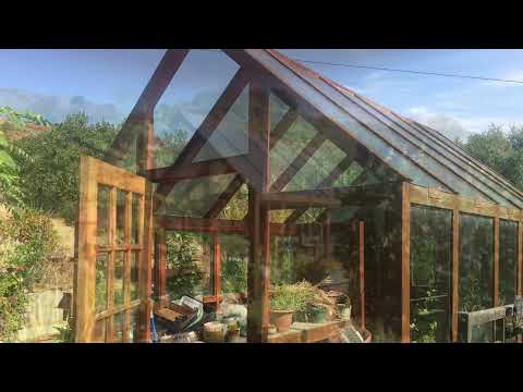 Mandrake the other fruit