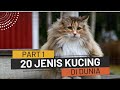 Part 1 20 Jenis Kucing Di Dunia Dan Asal Negaranya Wajib Tonton Untuk Pengetahuan Cat Kucing