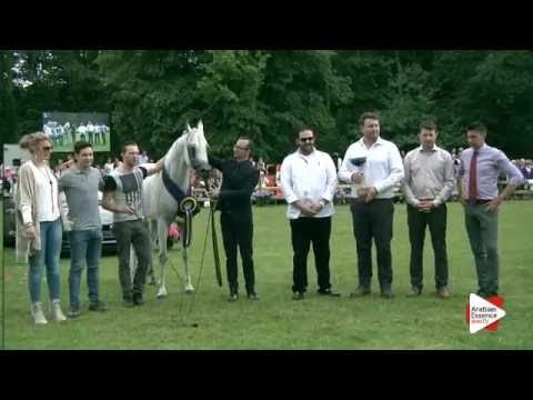 Bruges 2016 - Senior Stallions International Championship - Prizegiving - 1st place: n. 262