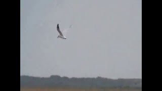 preview picture of video 'Caspian Tern, Titchwell, 18/06/2011'