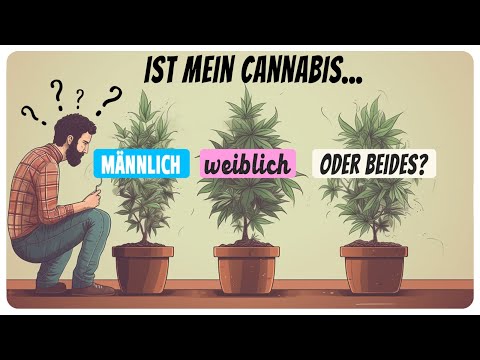 , title : 'Wie erkennt man ob eine Cannabis Pflanze männlich oder weiblich ist?'