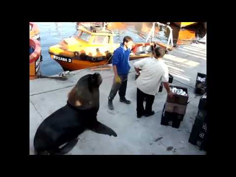 Lobo Marino espera a que trabajadores se distraigan y les roba un pescado. Mar del Plata