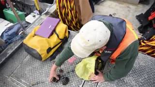 Mussel Study - Oct. 2018