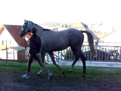 2-jähriger Vollbluthengst v. Careless Secretary - Lomitas