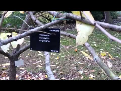 Tour in London by Mr Saidur Rahman